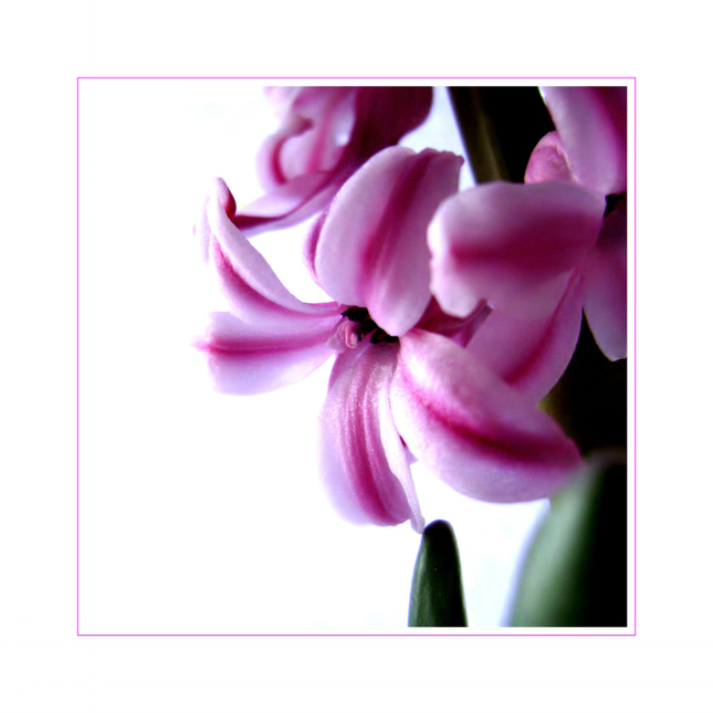 ... hyacinth ...