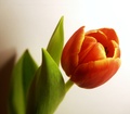 tulip #1