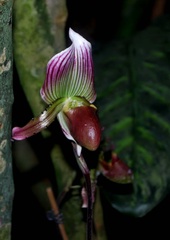 orchidea