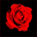 ... red rose ...