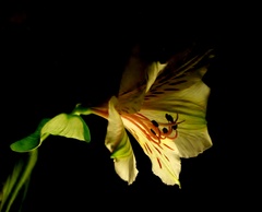 flower4