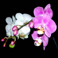 orchidea