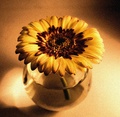 ...flower in vase