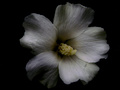 biely kvet