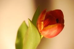 tulip #4