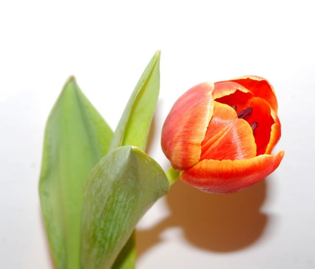 tulip #3