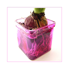 ... hyacinth onion ...