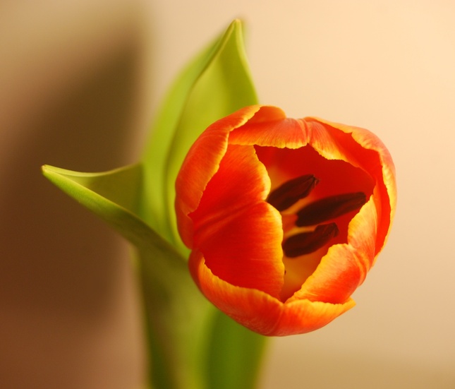 tulip #2