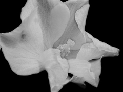 ciernobiely kvet