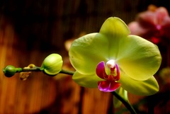 orchidea
