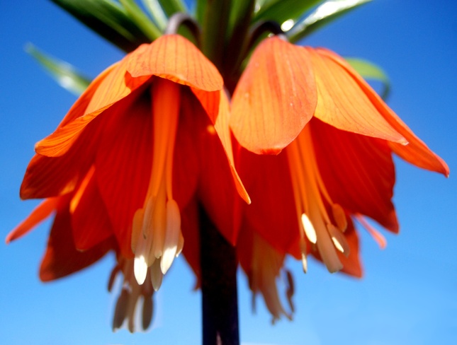 flower3