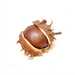 ... chestnut ... 