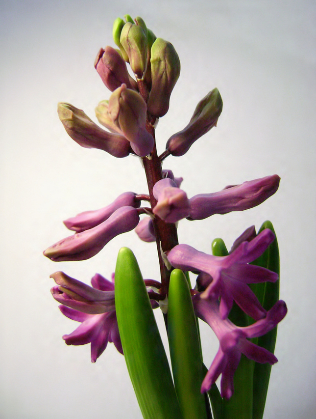 ... hyacinthe ...