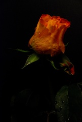 rose