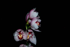orchidea