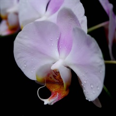 orchidea