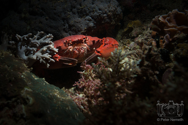 Raja Ampat