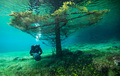 Gruner See