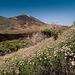 Pico de Teide III.