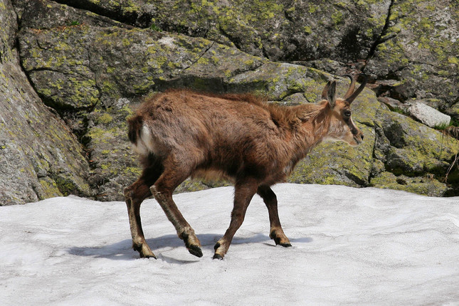 Rupicapra rupicapra