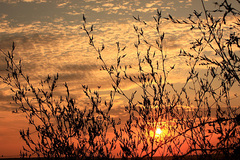 through the branches...