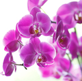 orchids