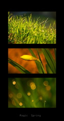 Magic Spring