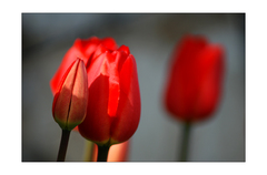 Tulipány