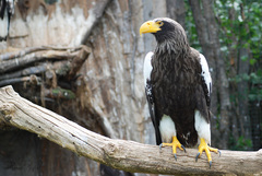 fešák z Pražskej ZOO