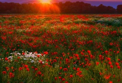 Pripomienka letných dní..