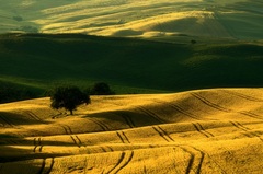 Niekde uprostred polí..