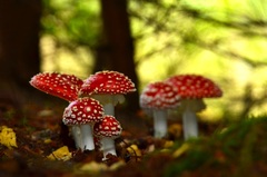 Rozprávkovým lesom..