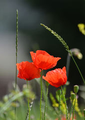 Môj makový svet XVIII