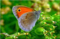 Okáč pohánkový (Coenonympha pamp