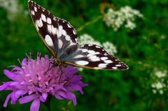 Očkáň timotejkový (Melanargia ga