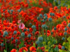 Nevesta v ružovom závoji..