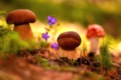 V rozprávkovom lese..