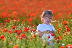 Kvetinka v poli makovom..
