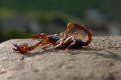 Škorpión Dolomitský