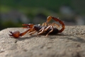 Škorpión Dolomitský