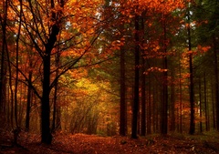 Jesenný les..