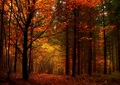 Jesenný les..
