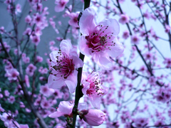 "Jar v ružovom šate"