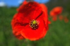 Krása divých makov VII