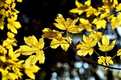 Lístočky z javora..