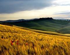 Toskánska vášeň V