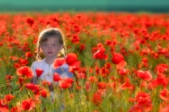 V objatí vlčích makov..