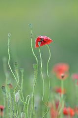 Môj makový svet XXIII