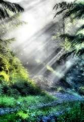 V rozprávkovom lese VI