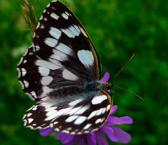 Očkáň timotejkový II 